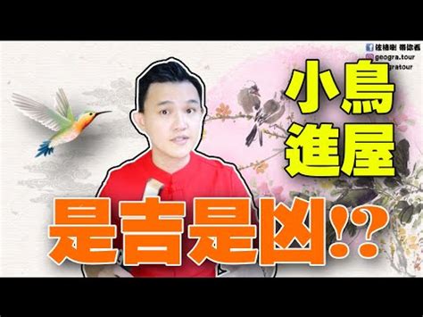 麻雀飛進家裡代表什麼|【麻雀飛到家裡】麻雀飛進家有啥神奇預示？竟和財運。